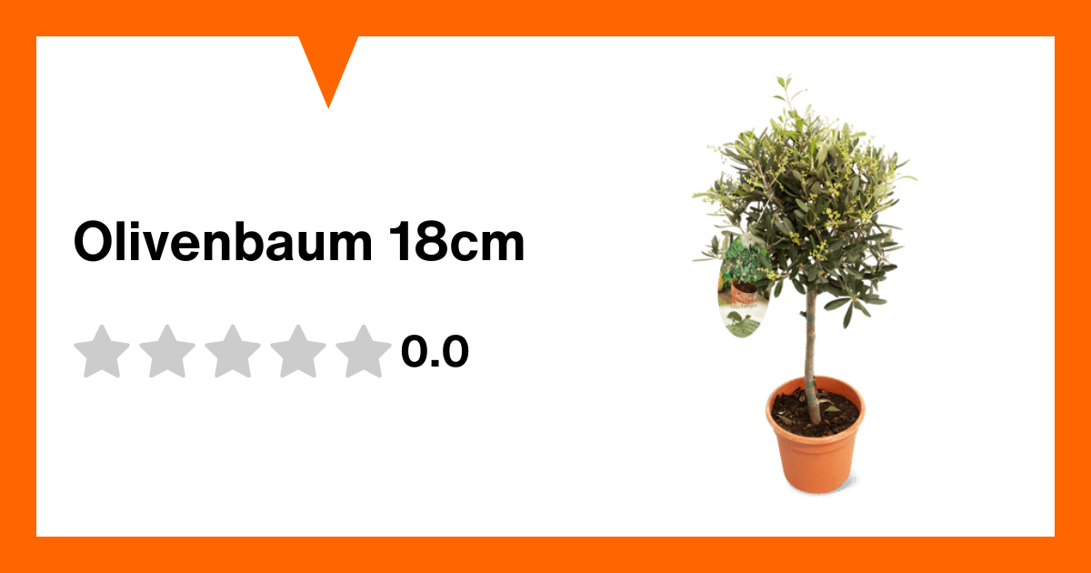 sansevieria lichtbedarf SANSEVIERIA NITE LITE online kaufen bei potflourri